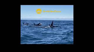 Express Whale Watching Iceland | Unreal Close Encounters in Dalvík close to Akureyri
