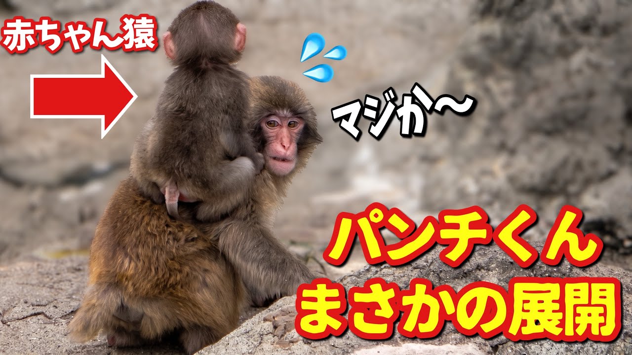 Baby Monkey Jumps on Punch's Back! 🐵 Precious Brotherly Love at