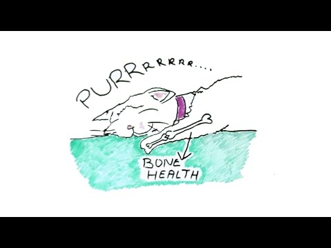 Why Do Cats Purr?