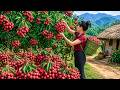 [TIMELAPSE] -- 569 Days Harvesting Tons of Fresh Lychees, Pumpkin Go To Market To Sell
