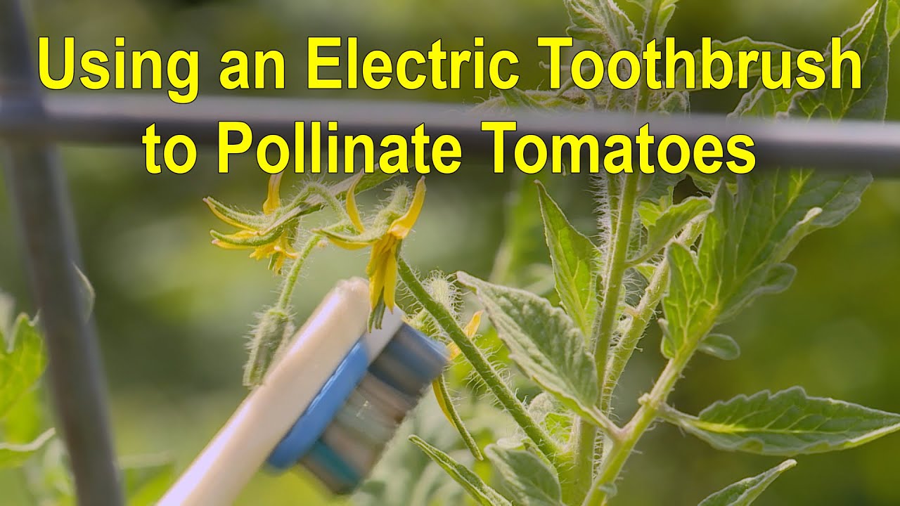 Pollinating Tomatoes with an Electric Toothbrush This Week in the