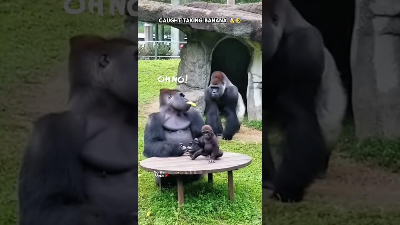 Dad Caught Taking Baby Banana Again 🍌 