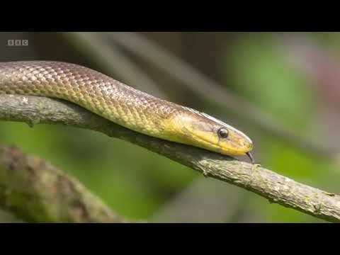 Aesculapian Snakes on Springwatch (2022)