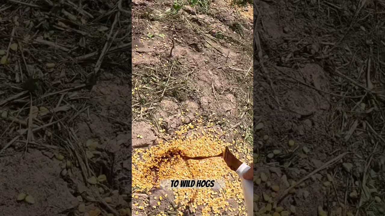 9 more invasive wild hogs removed from a neighborhood!