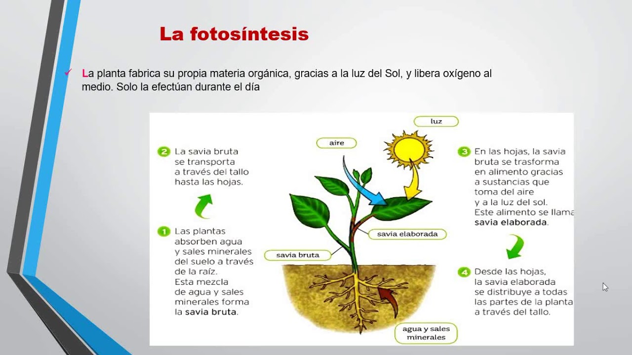 problema péndulo aeropuerto las plantas que organismos son nariz Misericordioso no pagado problema péndulo aeropuerto las plantas que organismos son nariz Misericordioso no pagado