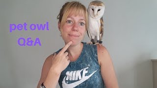 Pet owl Q&A: aviary dimensions & substrates, owls & emotions, I almost ended up in Turkish jail by Vegan Hippie 621 views 4 years ago 24 minutes