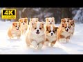 Baby Animals 4K (60FPS) - Endearing Escapades In The Realm Of Young Animals With Relaxing Music