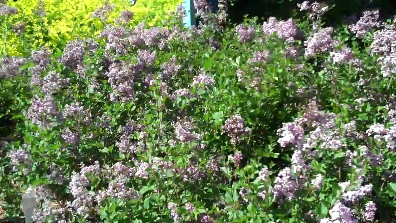 What's Blooming in the Nursery Dwarf Korean Lilacs! YouTube