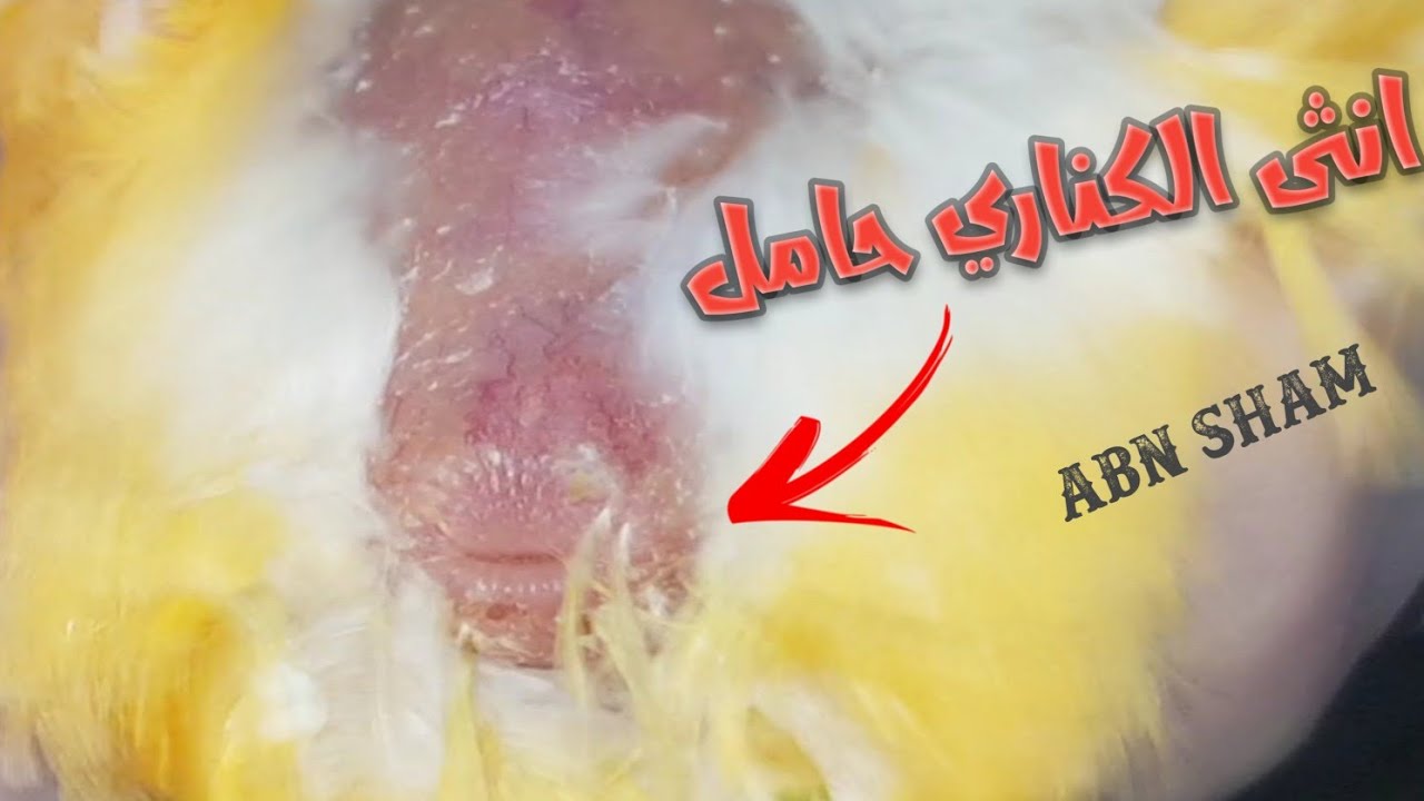 اهم علامات تدل على ان أنثى الكناري حامل وسوف تبيض قريبا وبعض المعلومات المهمة