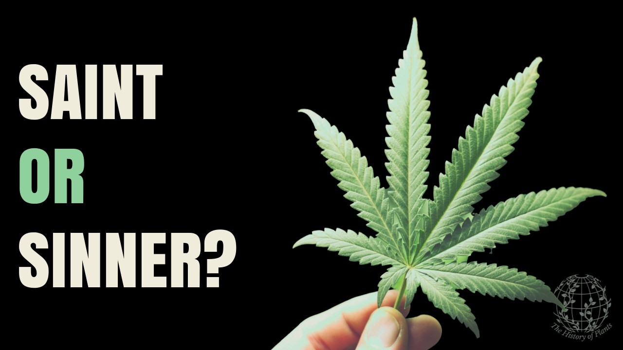 The Complicated History of Cannabis Sativa (Hemp)