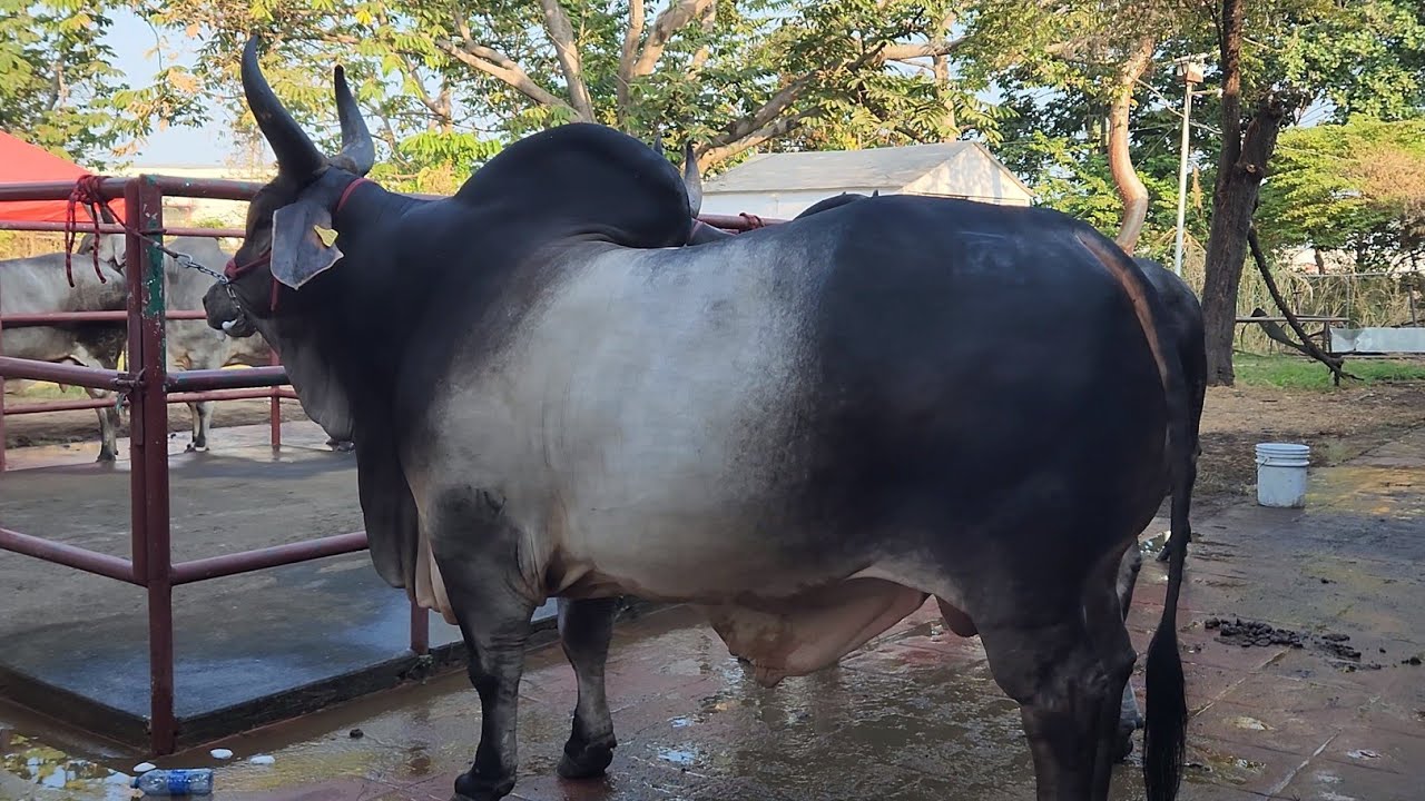 GUZERÁ.. de BODEGA AGROPECUARIA.. Tonala.. Chiapas.. MX...