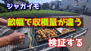【ジャガイモ】株間で収穫量が違う　検証する　2026/05/19