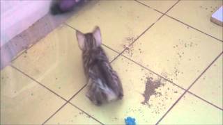 Silver Bengal Kittens playing with brush - 6,5 weeks old