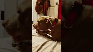 He Loves Chewing Up Things