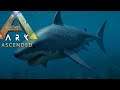 „Ich töte meinen Megalodon aus Versehen… 🤦‍♂️ + Cerato-Baby Glück! | ARK Survival Ascended #14“