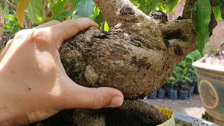 cây mai bay gốc xù dáng thú. ae hợp nhãn vui lòng liên hệ zalo 0329597983 hoặc 0987096755
