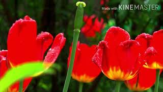 Most 6 Beautiful Flowers In The Word 2020Beuriful Flowers Tsk 24