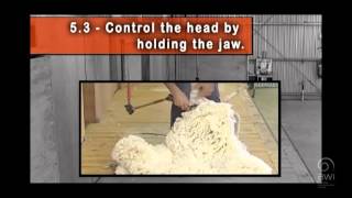 AWI Novice - Shearing Positions - The Neck and Last Side - Position and Control