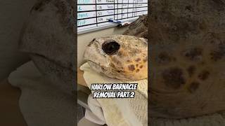 Harlow’s Barnacle Removal | Part 2 🐢