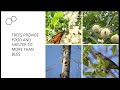 Trees for bees: from planting to pruning with Mike Connor
