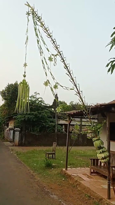 janur kuning sudah melengkung,, penjor pernikahan #janurkelapa