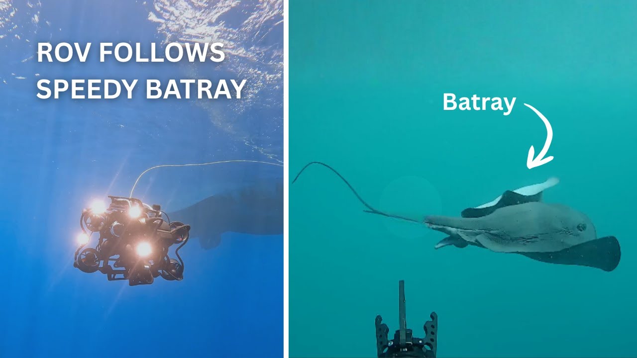 🪼 ROV Follows a Speedy Batray |🎬SubNav OS Recording