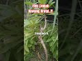 Meledak Kesuburan Tanahnya