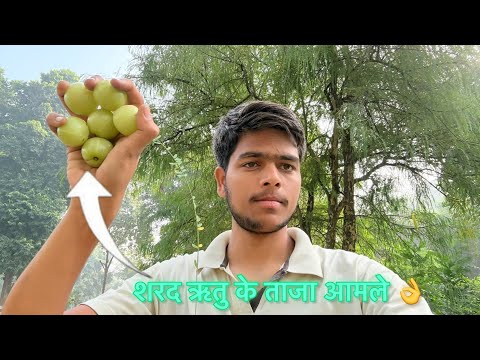 New Vlog in Forest 🌳 Department || जिसमें मैंने तोड़े ताजे आंवले 😇