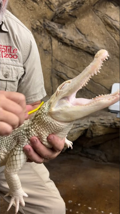 Coconut Loves Her Back Scratches😂🐊 #albino #gator #cute #moments #awesome #shorts