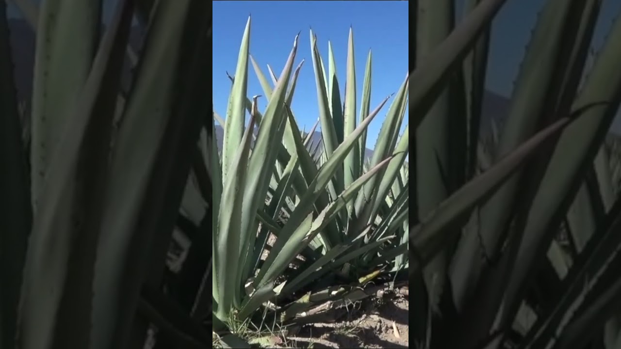 Lo que nadie te dijo sobre beber mezcal correctamente 