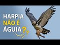 GAVIÃO-REAL é uma ÁGUIA? Harpia e outras águias do Brasil!