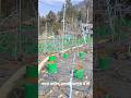 Why Blueberries for Height orchards?#blueberry#orchard#himachal#netafim#shorts#shortsviral#viral