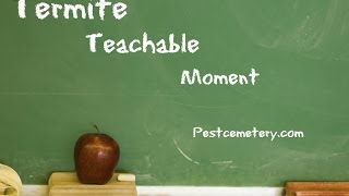 Termite Teachable Moment: Termites under the slab