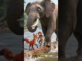 bandar ki kahani #cartoon #facts #animation  #story #monkey #elephant #fox #3d #shorts #creator #ai