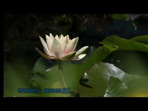 淚的小花20221024