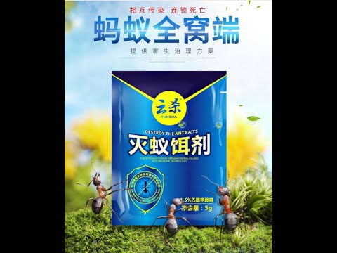 今日获悉：郭文贵中气十足精神绝佳，保释看来已挂了，还抓出了四个“女反革命”！老班长神隐半月不知去向！喜国又编出盗版歌曲：太阳最红，老骗子最亲！