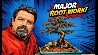 Chinese elm root over rock repotting, Major root pruning explained.  Refining A Chinese Elm Bonsai Root Over Statue Pad Pruning Structure