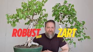 Birke als Bonsai | Tips zum schneiden & umtopfen