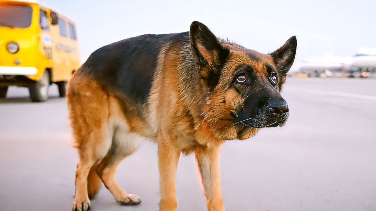 A Dog Abandoned By Its Owner In Airport But The Loyal Dog Waits Him For ...
