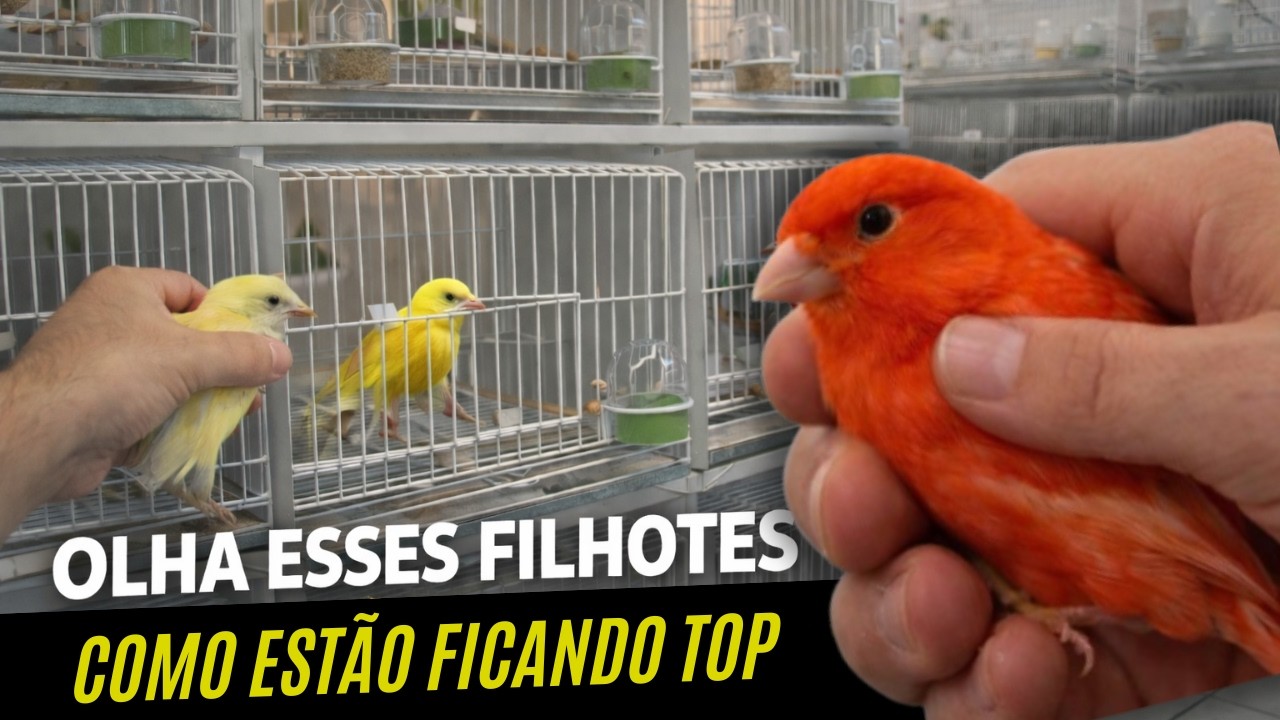 Separando FILHOTES em gaiolas 