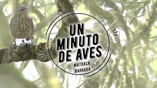 Un Minuto de Aves 180 Matraca Barrada