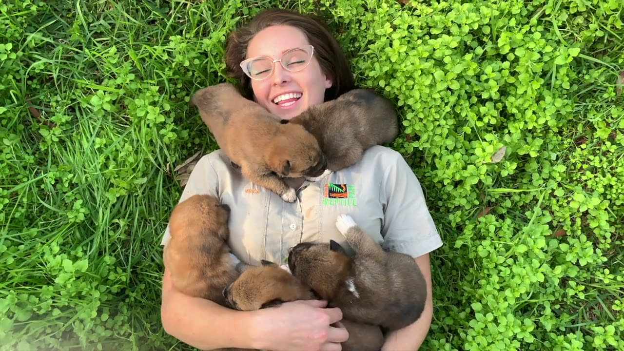 puppy paradise CUTEST DINGO PUPPY COMPILATION! | The Australian Reptile Park