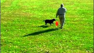 Walking Baseball by Evan Graham