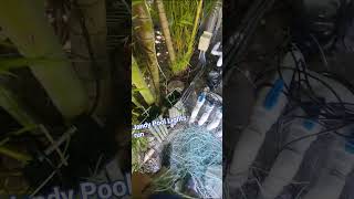 #electric #jandy #pool #lights #sparky #electrician #construction #work #contractor #freelancer #tip