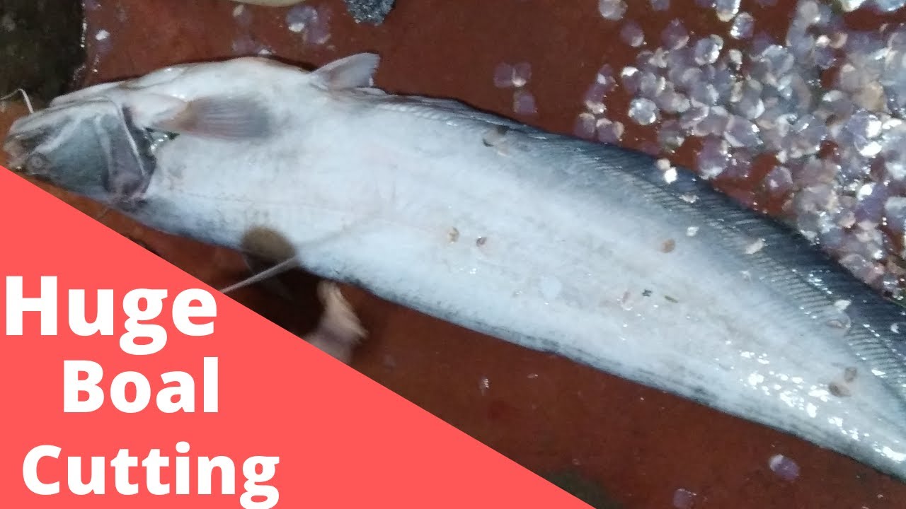 Huge Fish Cutting Skills Attu Boal Fish Cutting With Village Market ...