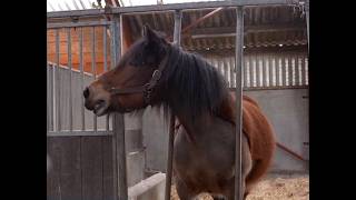 Study Reveals Biology of Horse Neighing Sound