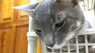 When Cat Learned That To Be A Vegetable Is Superb