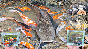Catch channa fish, ornamental fish, glofish, molly fish, betta fish, catfish, snakehead fish