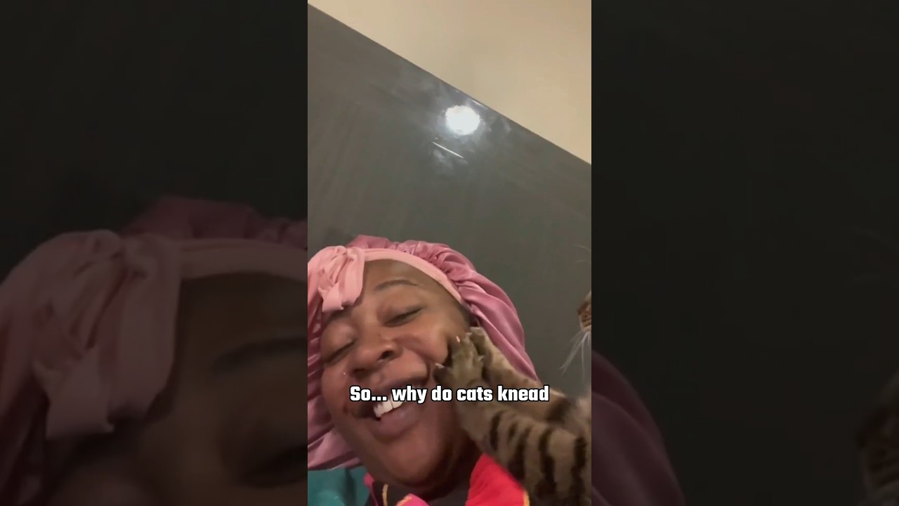 Why Do Cats Knead With Their Paws? 😺