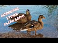 КОРМЛЮ УТОК/ ЛЮБИМСКИЕ УТОЧКИ СЪЕЛИ БАТОН